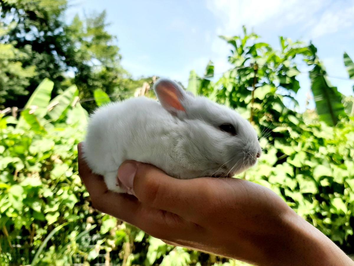 Fazendinha Paraiso ลูเมียร์ ภายนอก รูปภาพ